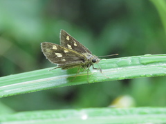 Ampittia virgata