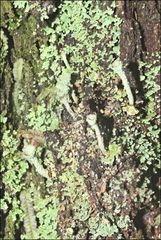 Cladonia humilis