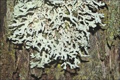 Hypogymnia subphysodes