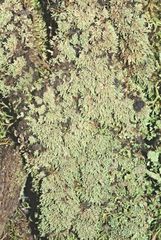 Neophyllis melacarpa