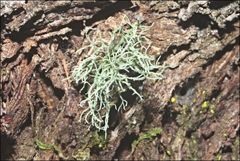 Usnea inermis
