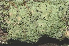 Neophyllis melacarpa