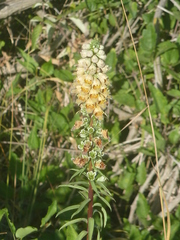 Digitalis ferruginea