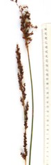 Rhodocoma arida