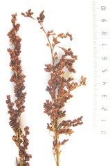 Rhodocoma arida