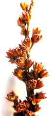 Rhodocoma arida