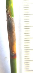 Rhodocoma arida