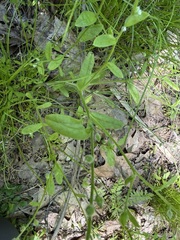 Myosotis macrosperma, photograph (c) Fluff Berger, some rights reserved (CC BY-SA)