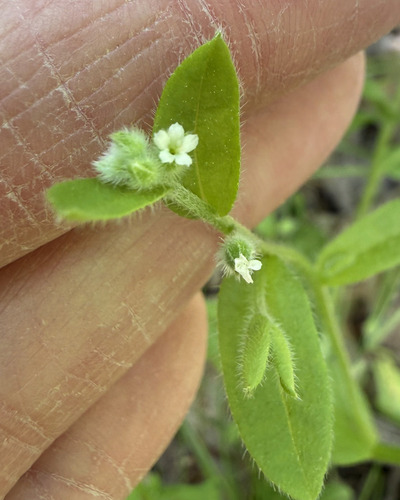 Myosotis macrosperma, photograph 3
