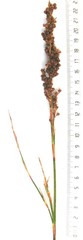 Rhodocoma arida
