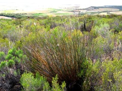Rhodocoma arida