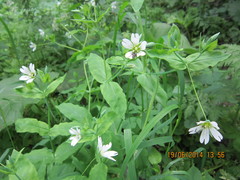 Cerastium davuricum