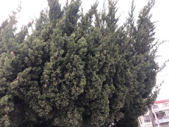 Juniperus chinensis