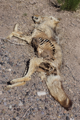 Coyote photographed in New Mexico