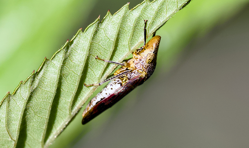 Glassy-winged Sharpshooter