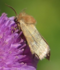 Eriopygodes imbecilla