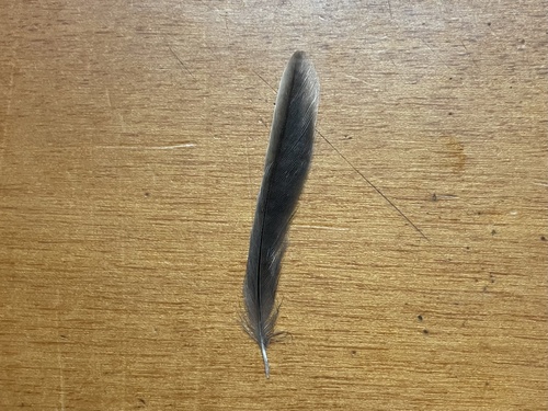 Plume de Fauvette mélanocéphale