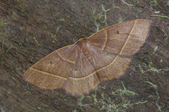 Semaeopus masinissa