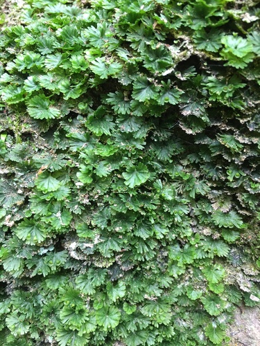 Crepidomanes parvulum