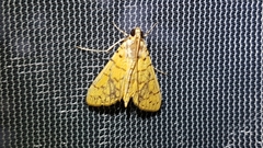 Conogethes