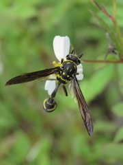 Phimenes flavopictus formosanus