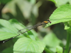 Prodasineura croconota