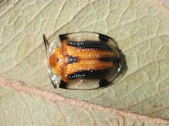 Aspidimorpha septemcostata