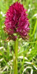 Gymnadenia