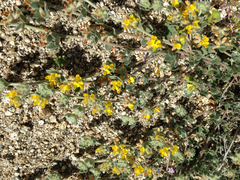 Acmispon argophyllus argophyllus