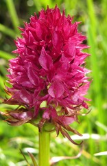 Gymnadenia