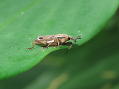 Sphenocorynes kosempoensis