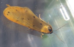 Setina irrorella