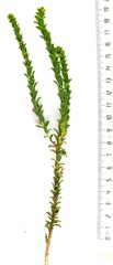 Struthiola hirsuta