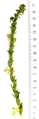 Struthiola hirsuta