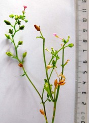 Chaenostoma caeruleum