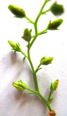 Chaenostoma caeruleum