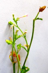 Chaenostoma caeruleum