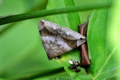 Bastilla amygdalis
