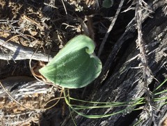 Eriospermum pubescens