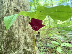Trillium vaseyi