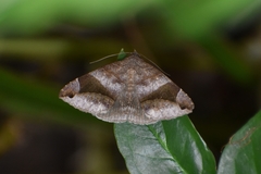 Bastilla amygdalis