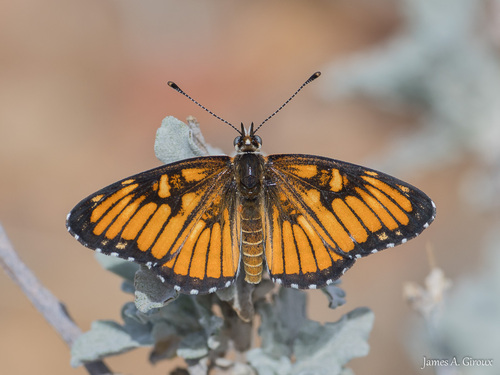 Chinati Checkerspot