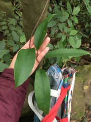 Anodendron benthamianum