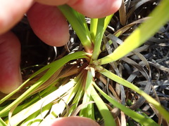 Capeobolus brevicaulis
