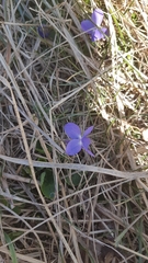 Viola hirta