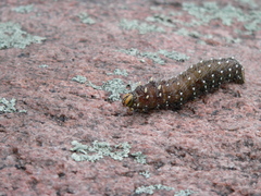 Eacles imperialis pini