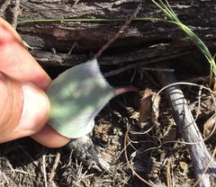 Eriospermum pubescens