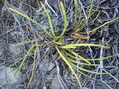 Capeobolus brevicaulis