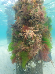 Leptomithrax gaimardii