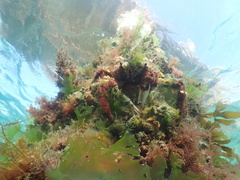 Leptomithrax gaimardii